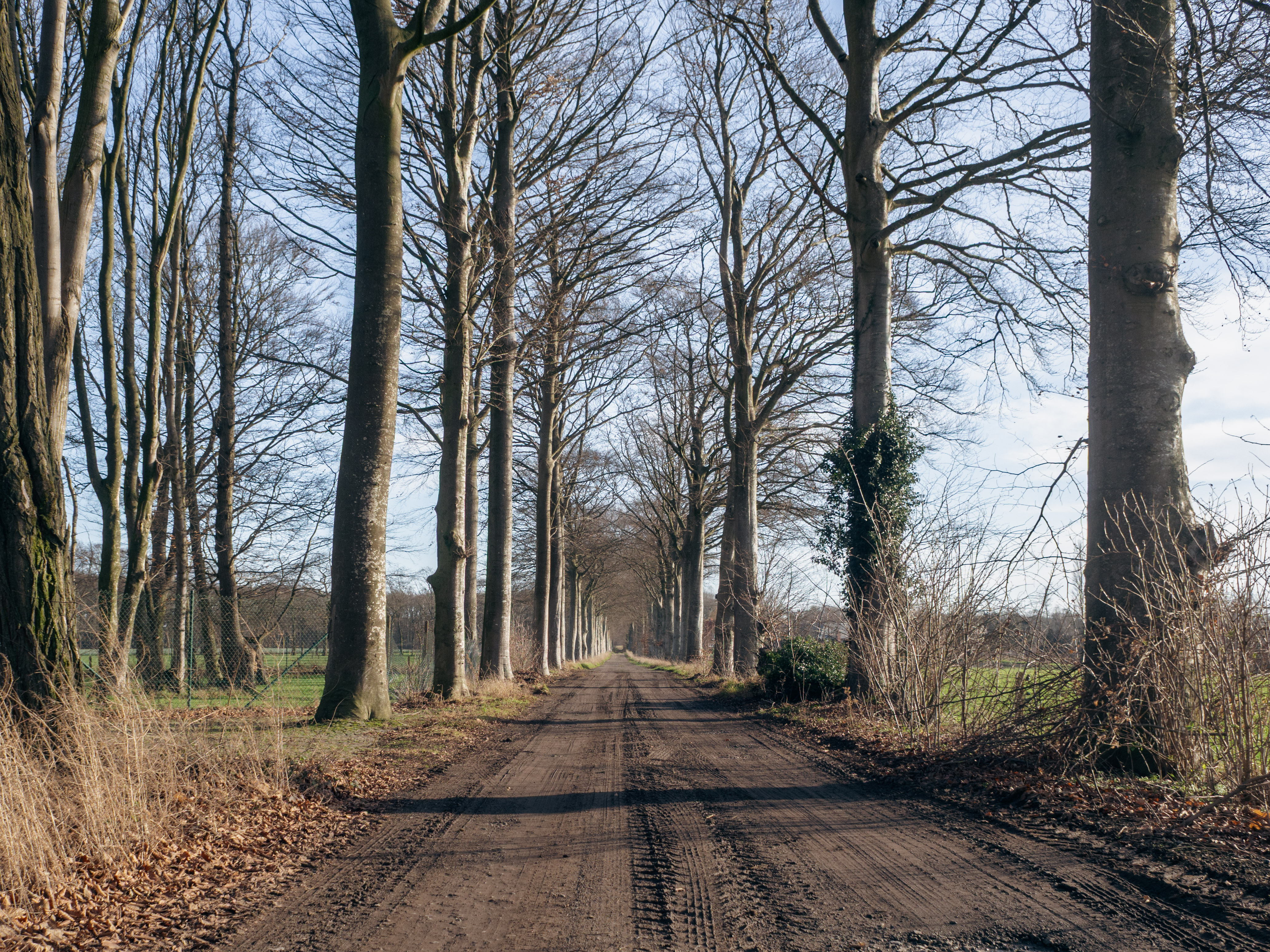 De diepe kleuren van het Vrijbos