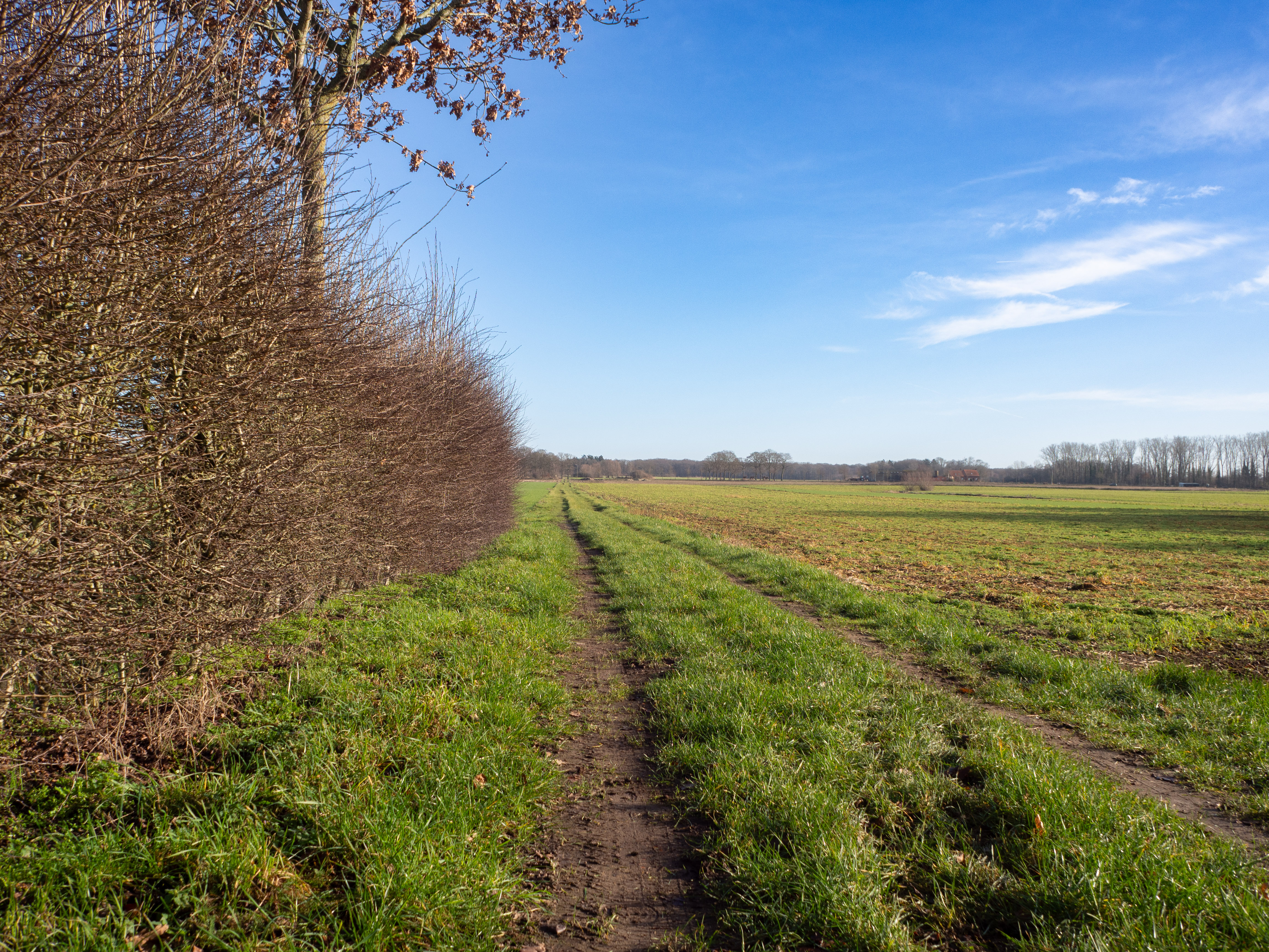 De diepe kleuren van het Vrijbos