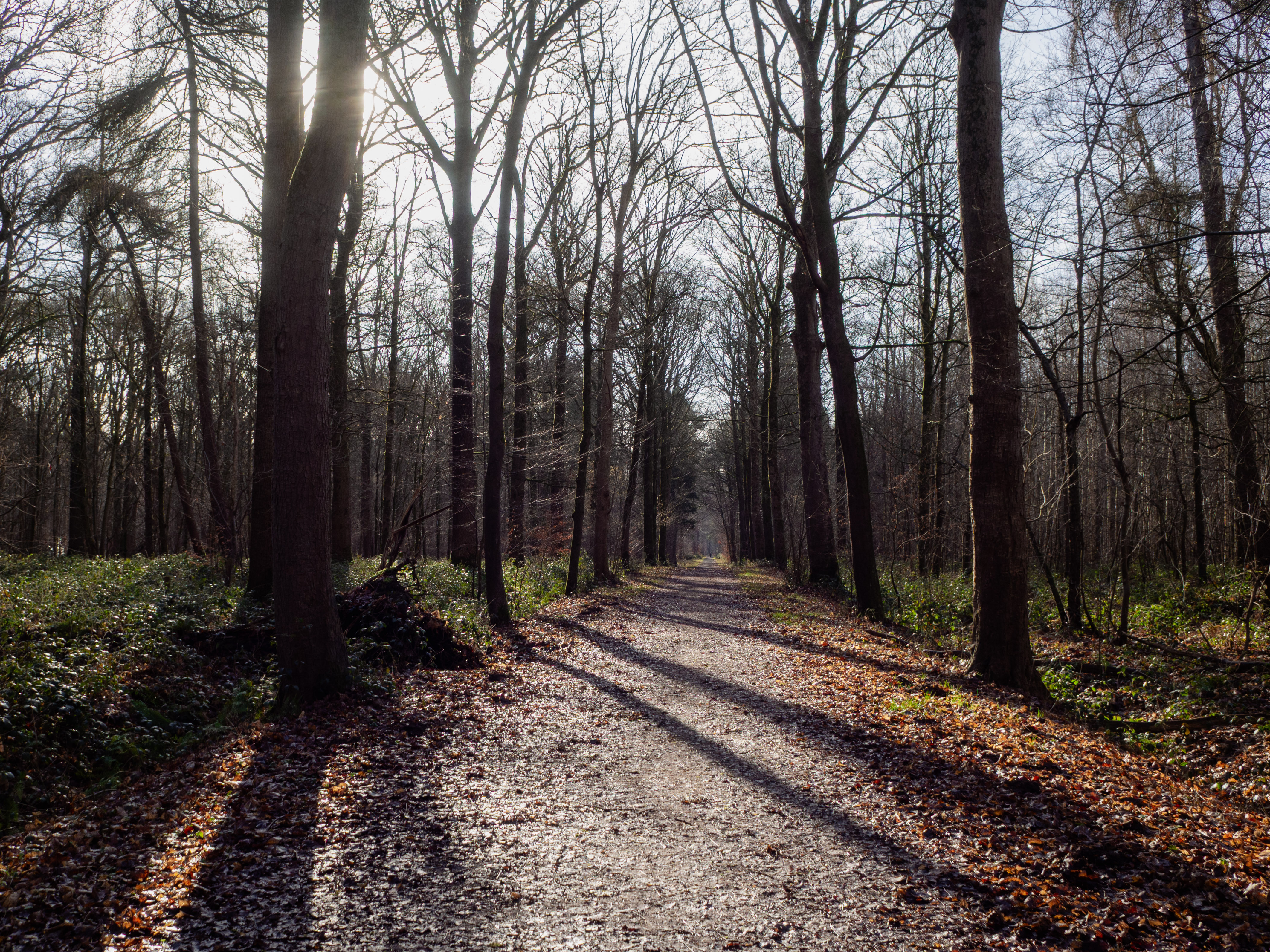 De diepe kleuren van het Vrijbos