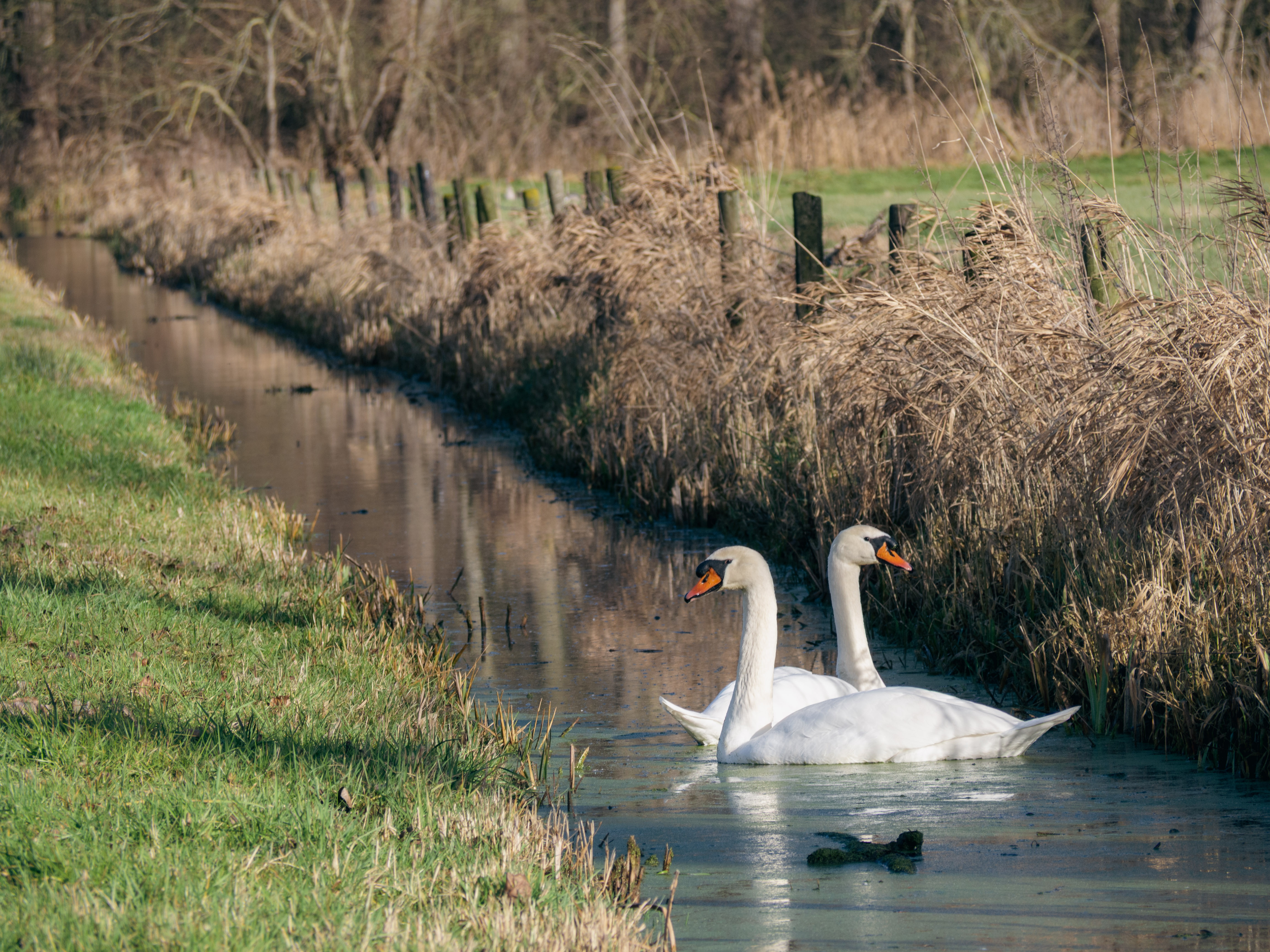 Zwanen in de grachten nabij Merkem